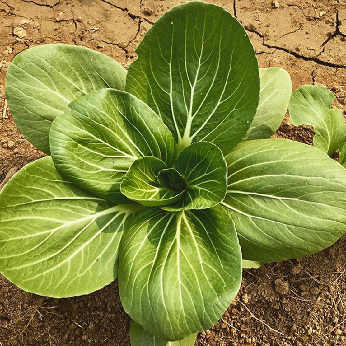 Bok Choy