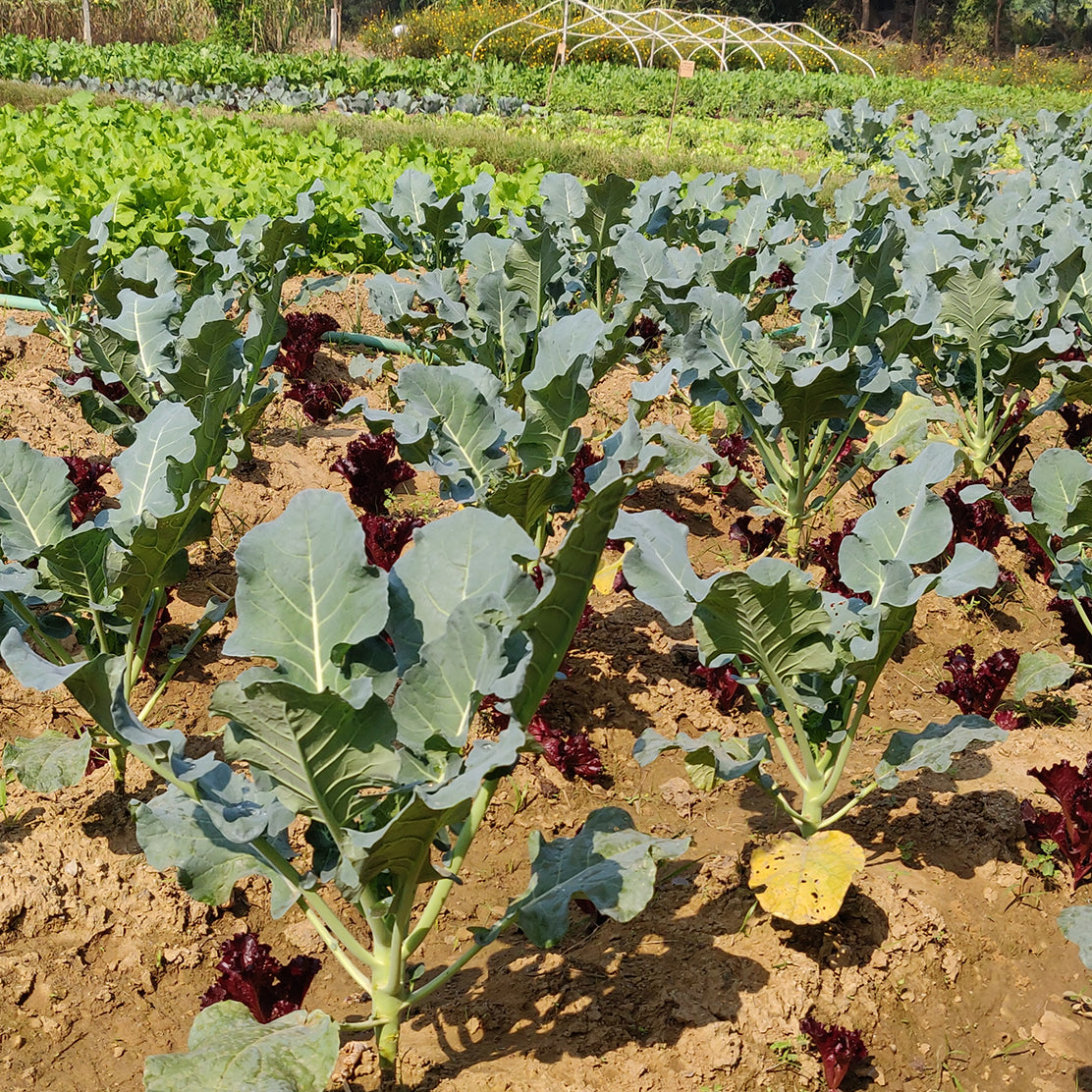 Broccoli