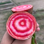 Candycane Beetroot