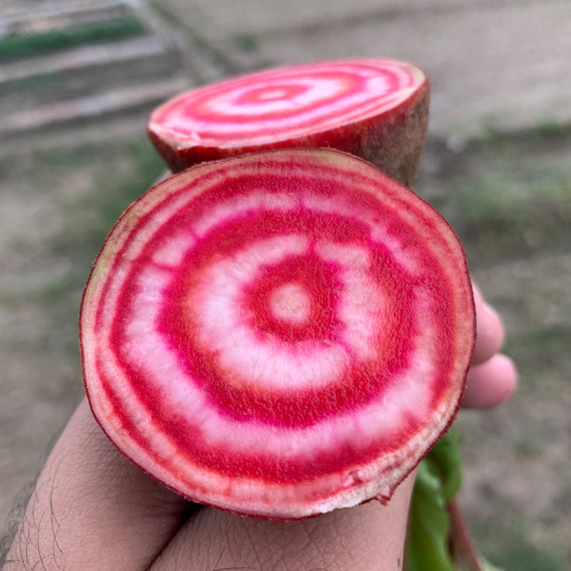 Candycane Beetroot