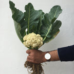 Cauliflower