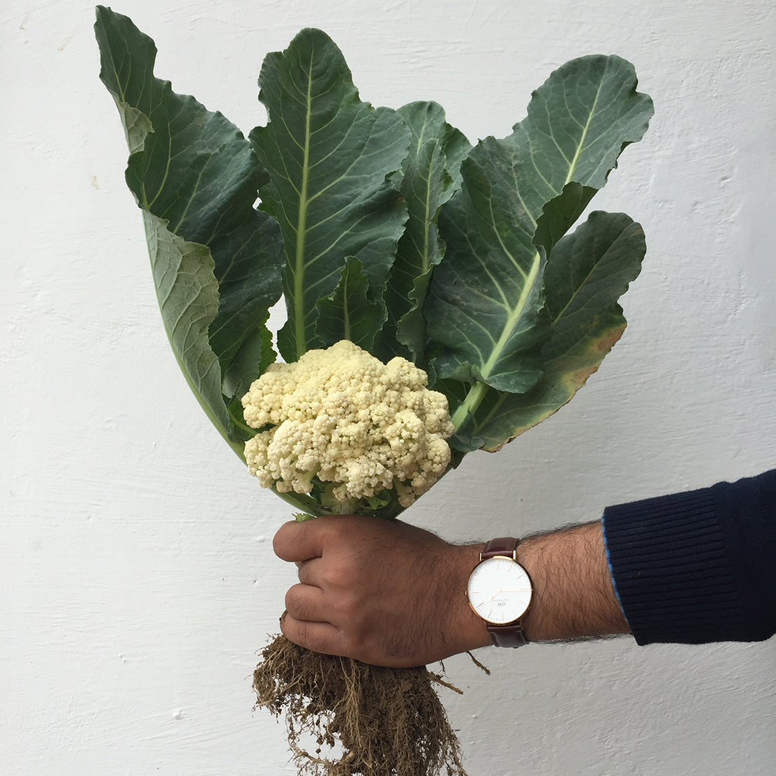 Cauliflower