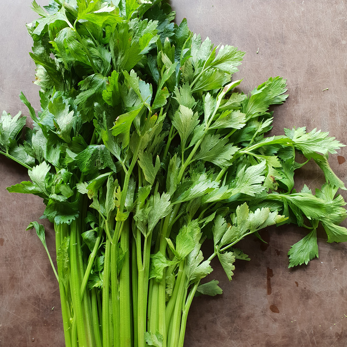 Celery