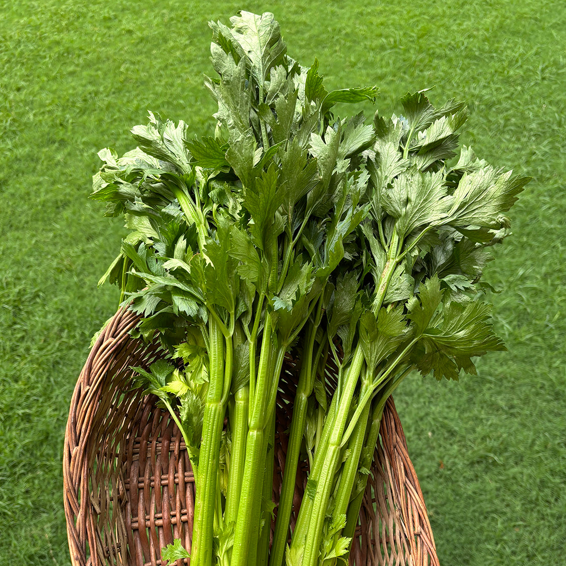 Celery