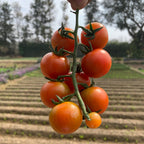 Cherry Tomato (Red)