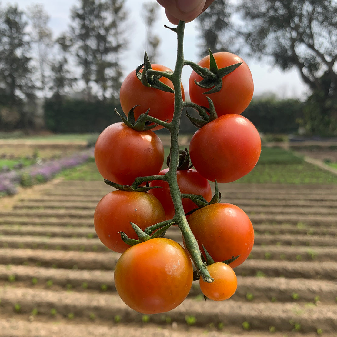 Cherry Tomato (Red)