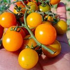Cherry Tomato (Yellow)