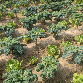 Kale (Curly)
