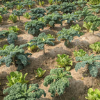 Kale (Curly)