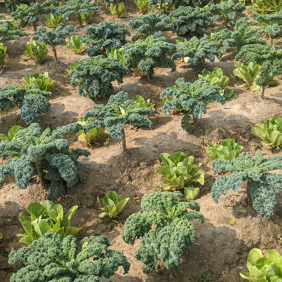 Kale (Curly)