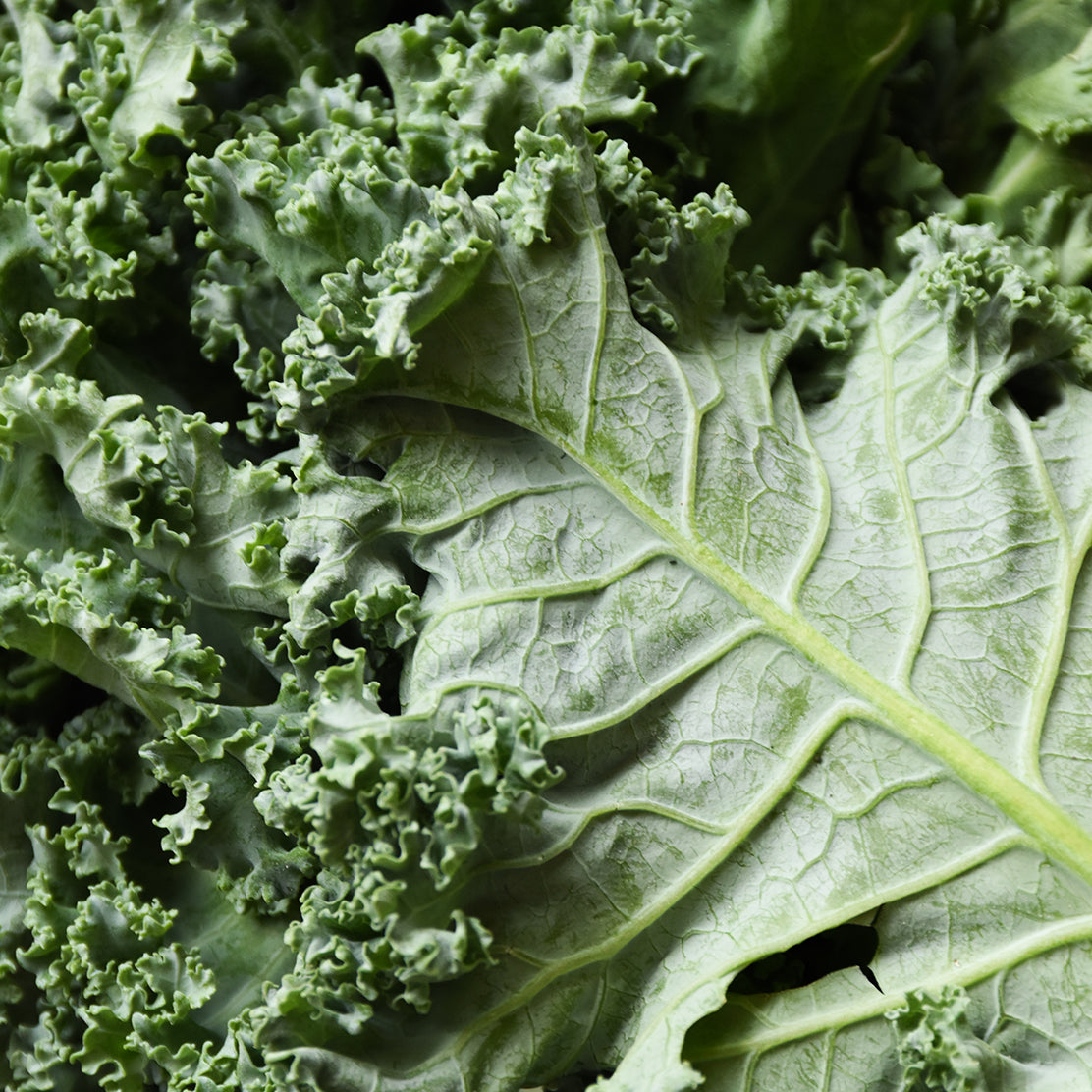 Kale (Curly)