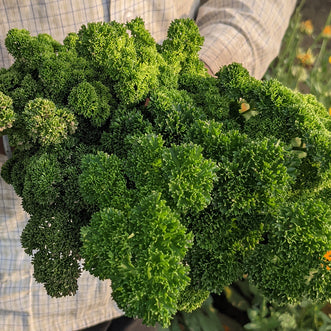 Parsley (Curly)