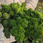 Parsley (Curly)