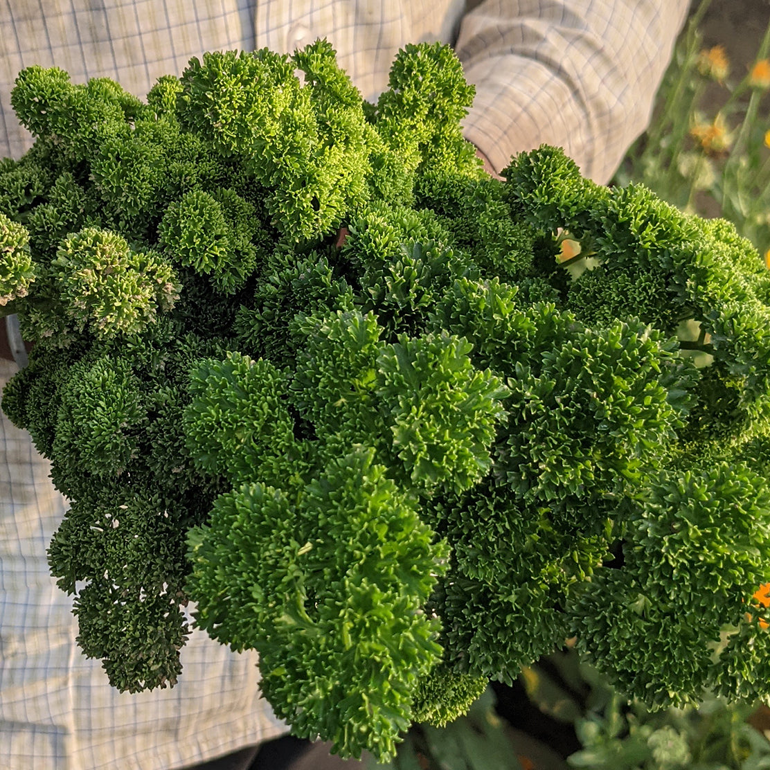 Parsley (Curly)