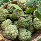 Custard Apple (Semi-Ripe)