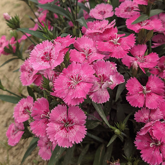 Dianthus Flower