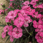 Dianthus Flower
