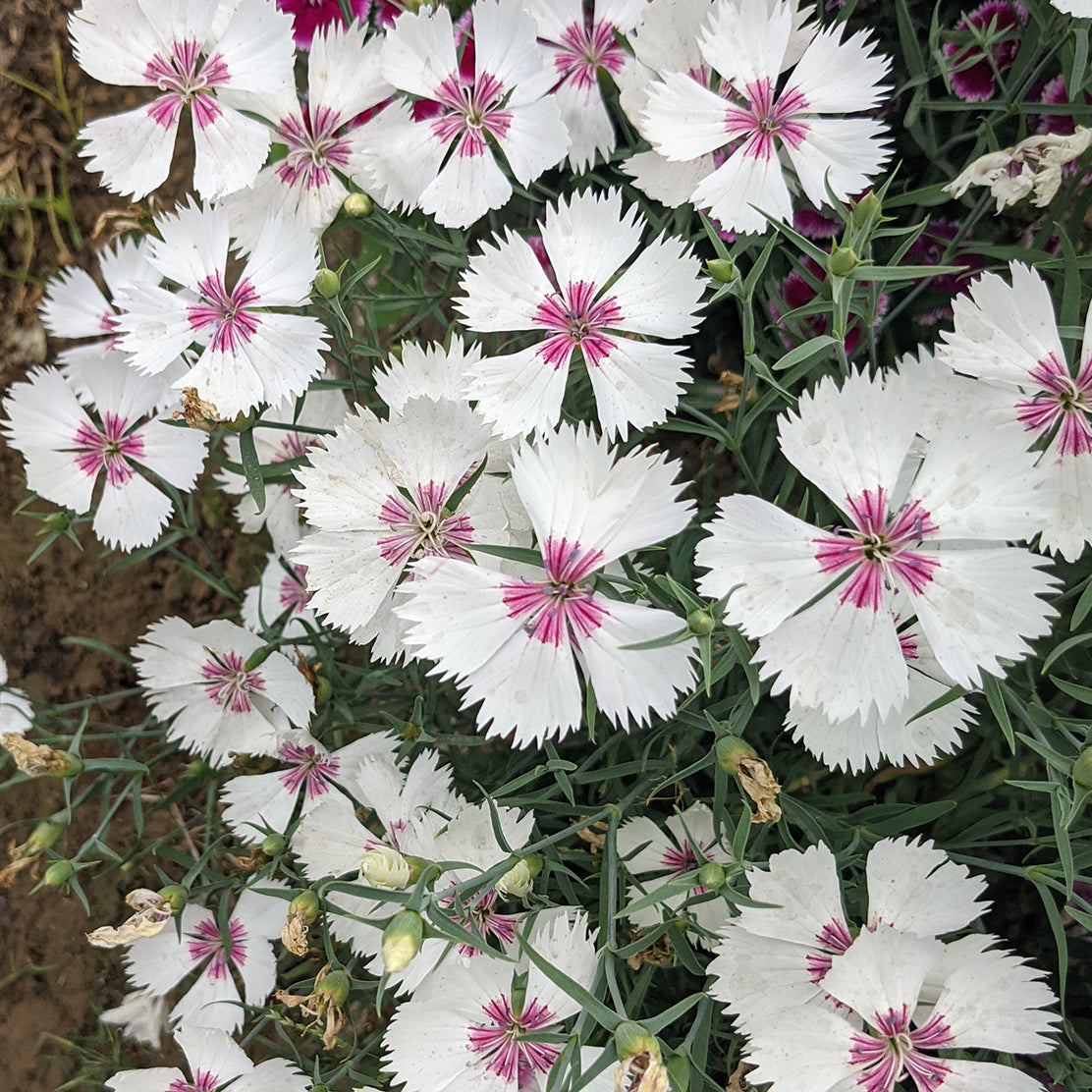 Dianthus Flower