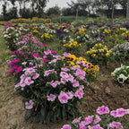 Dianthus Flower