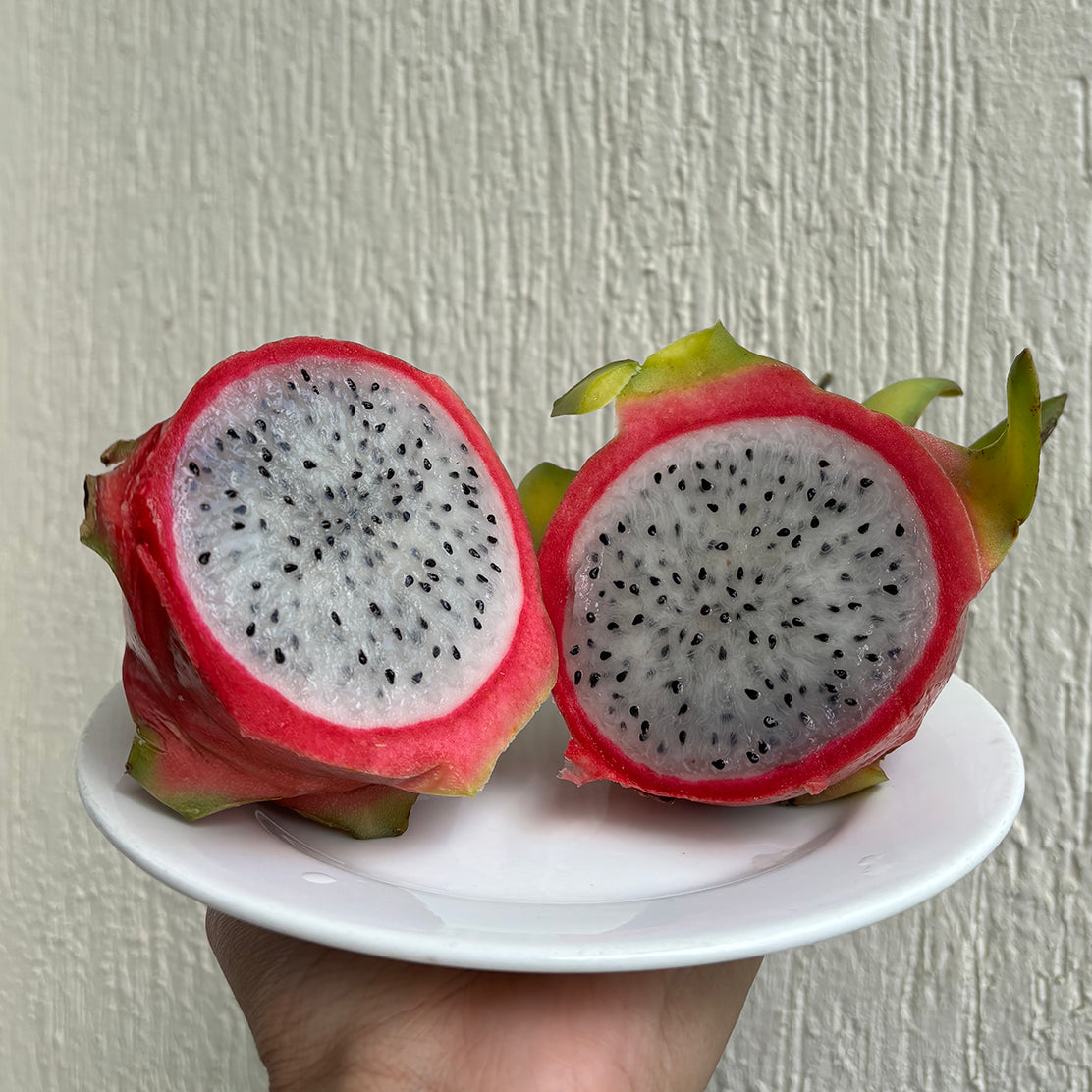 Dragon Fruit (White)