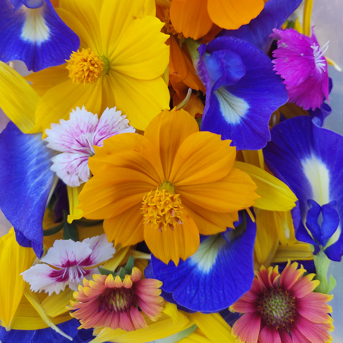 Edible Flower Mix
