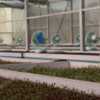 Microgreen Mix