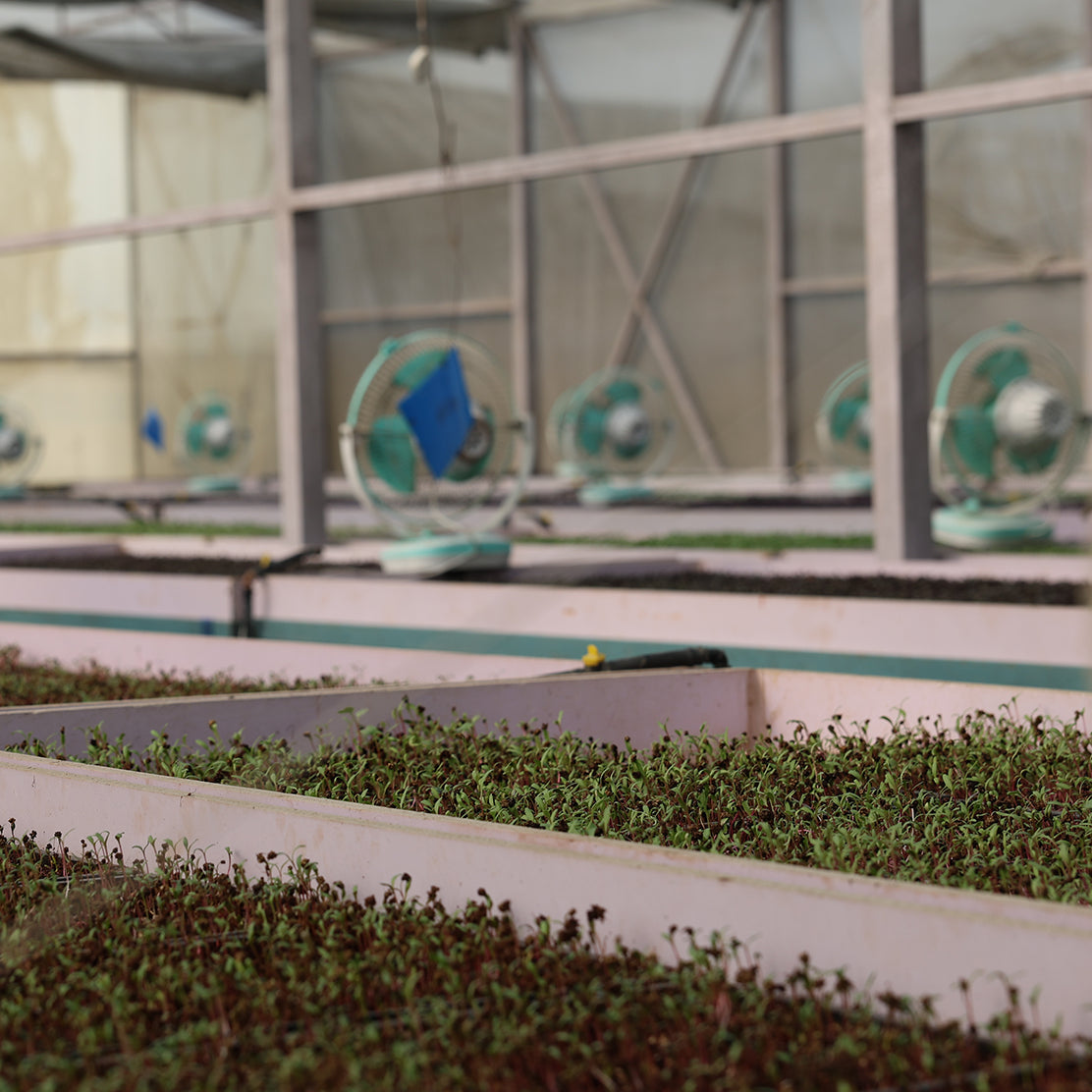 Microgreen Mix