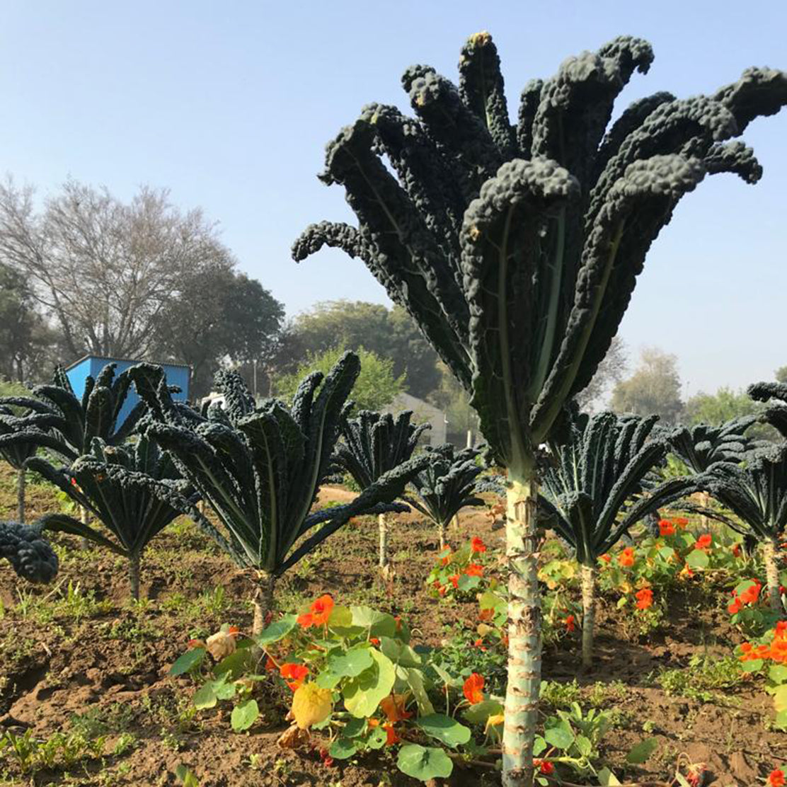 Kale (Flat)