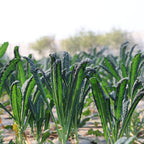Kale (Flat)
