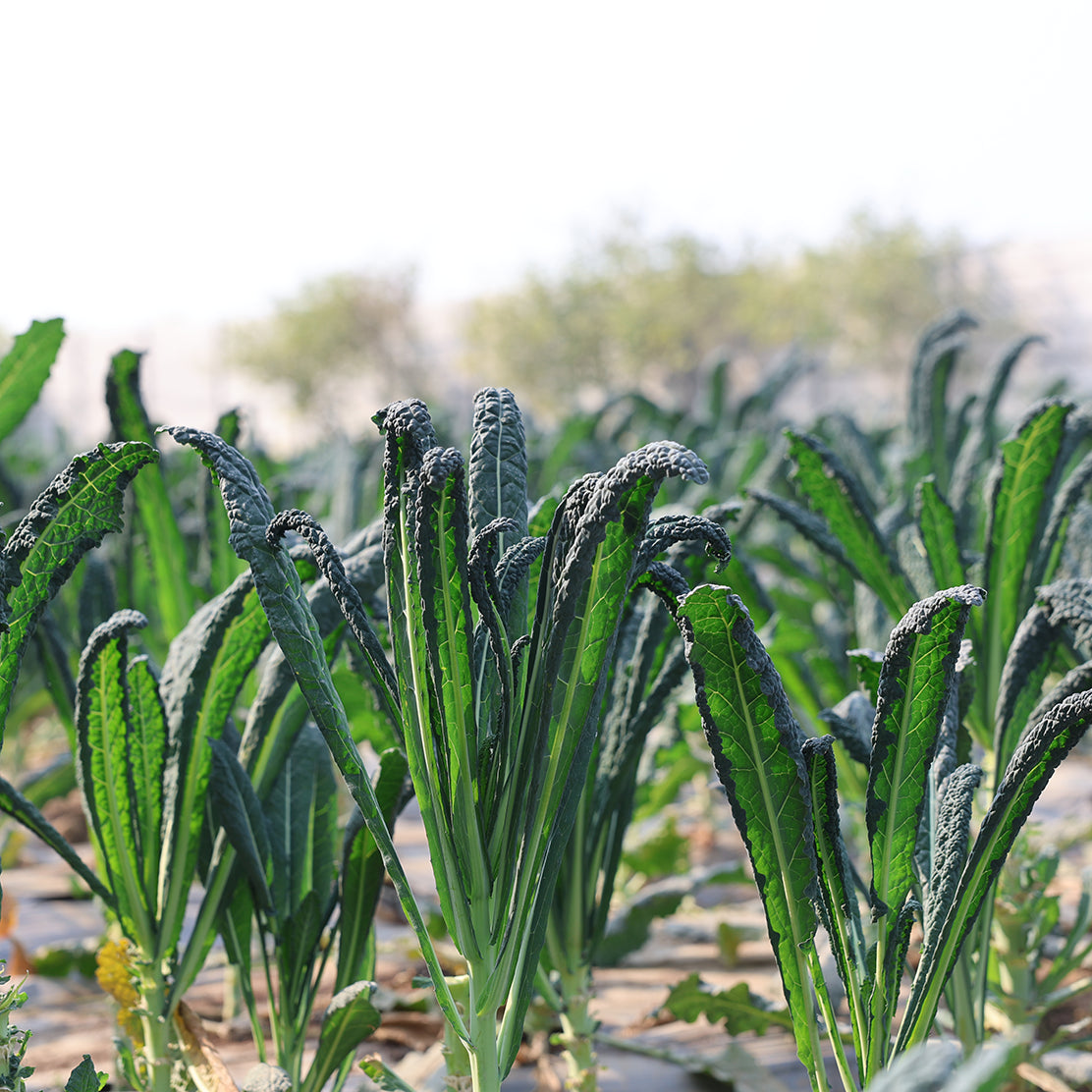 Kale (Flat)