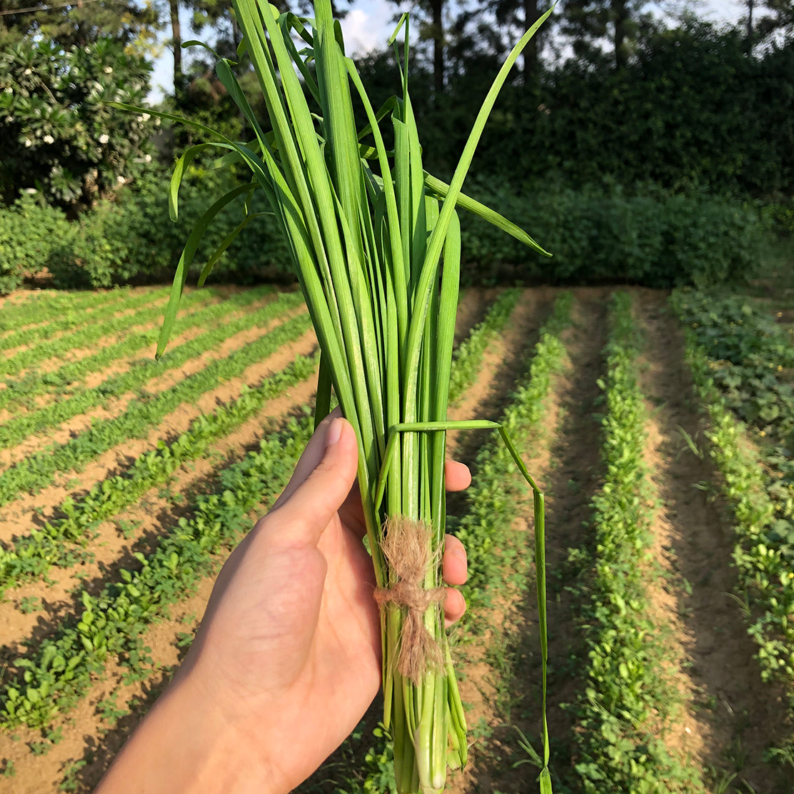 Garlic Chives