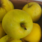 Apple (Golden Delicious)