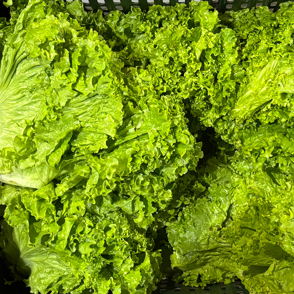 Lettuce (Green Leafy)