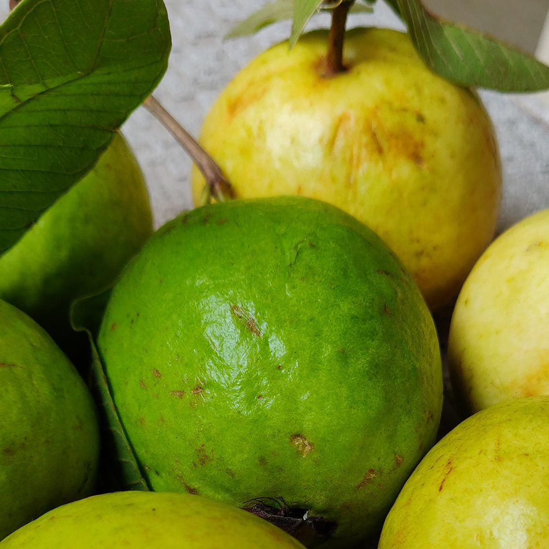 Guava (Desi)