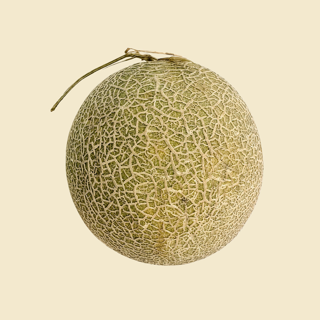 Honeydew Melon