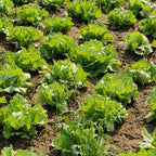 Lettuce (Iceberg)