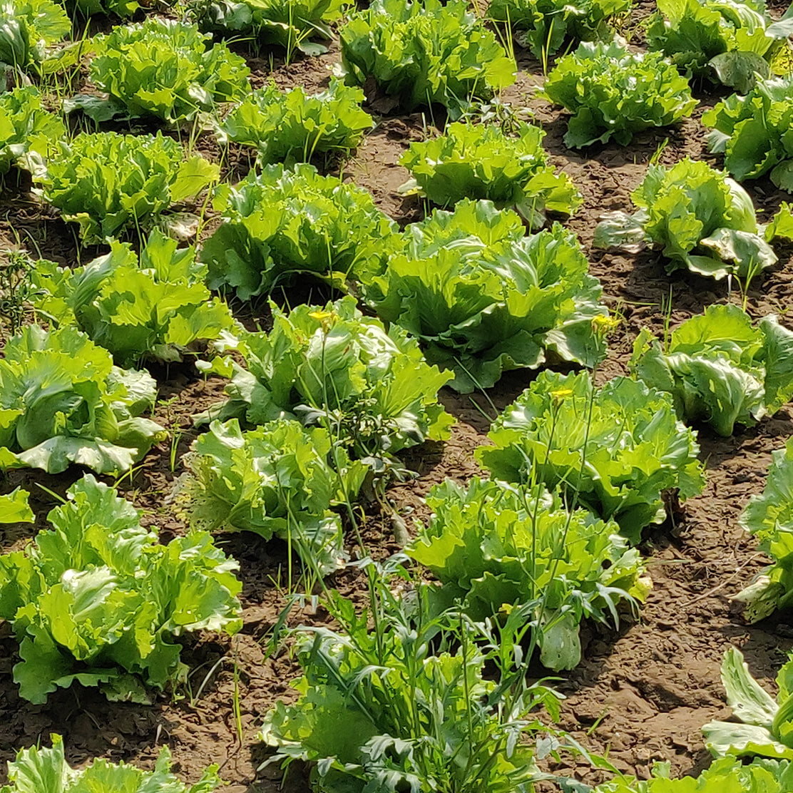 Lettuce (Iceberg)