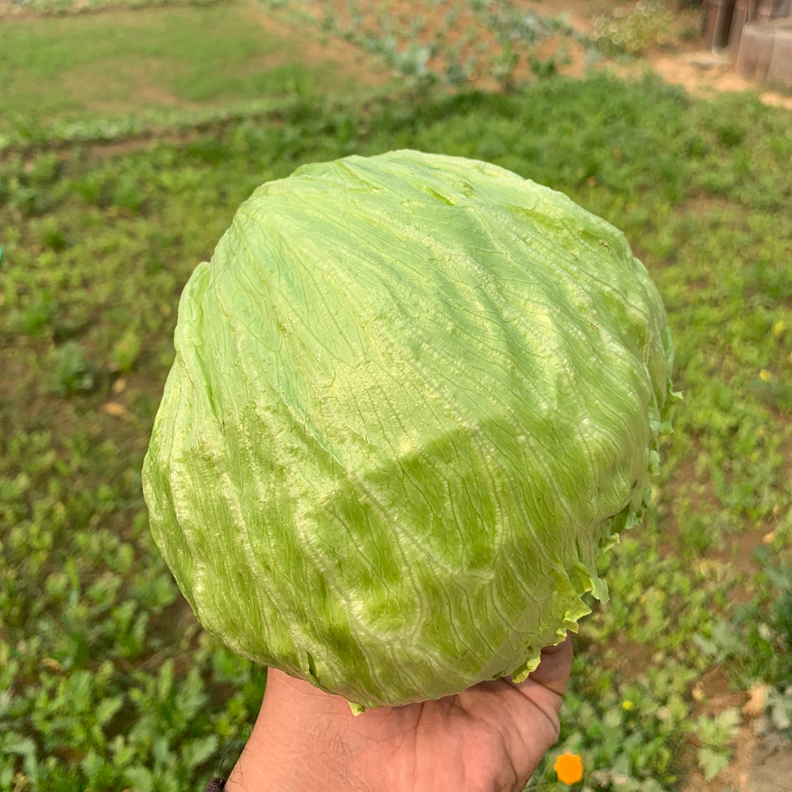 Lettuce (Iceberg)