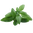 Basil