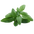 Basil