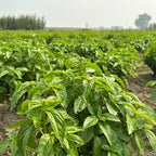 Basil (Italian)