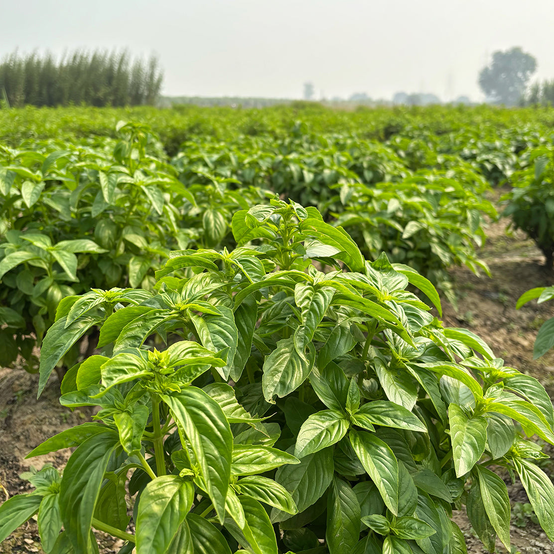 Basil (Italian)