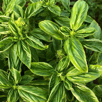 Basil (Italian)