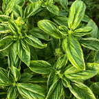 Basil (Italian)