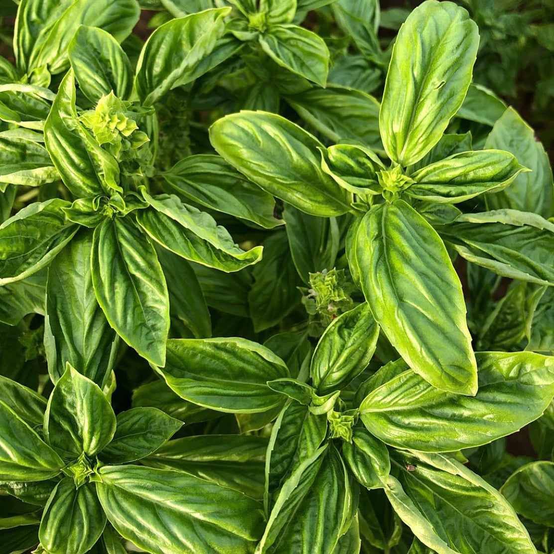 Basil (Italian)