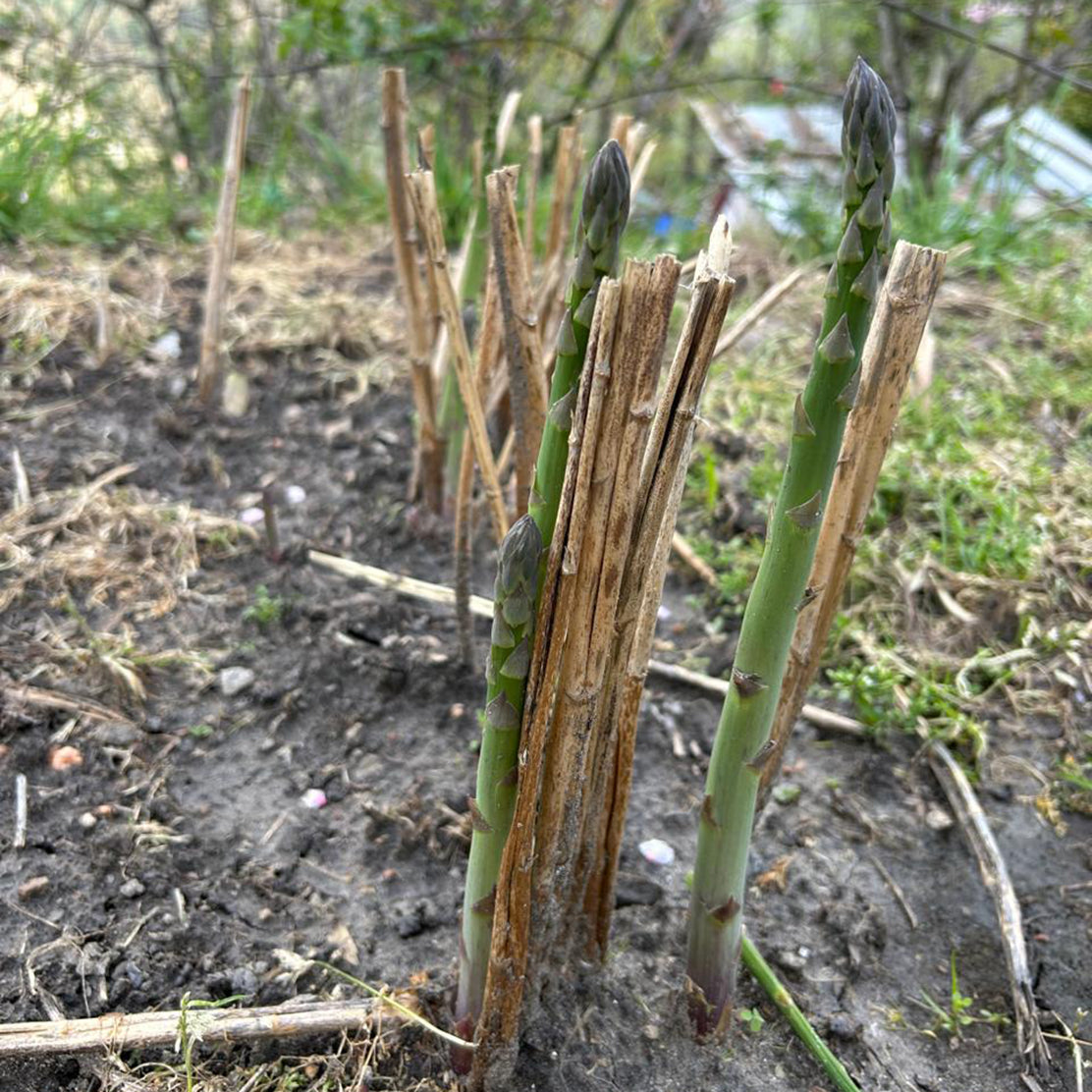 Indian Asparagus (Jumbo)