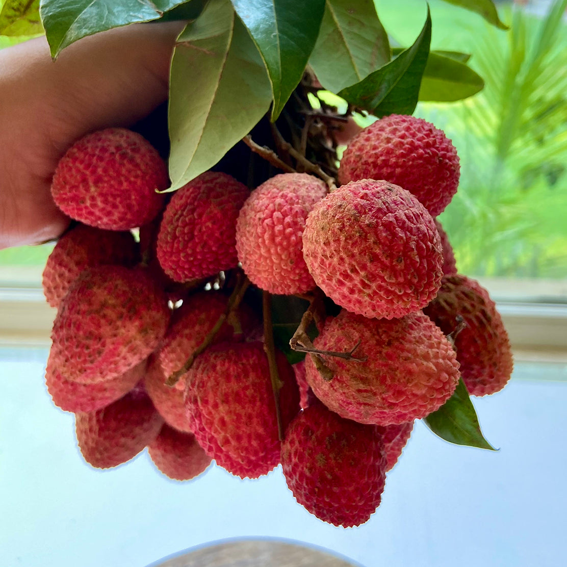 Litchi