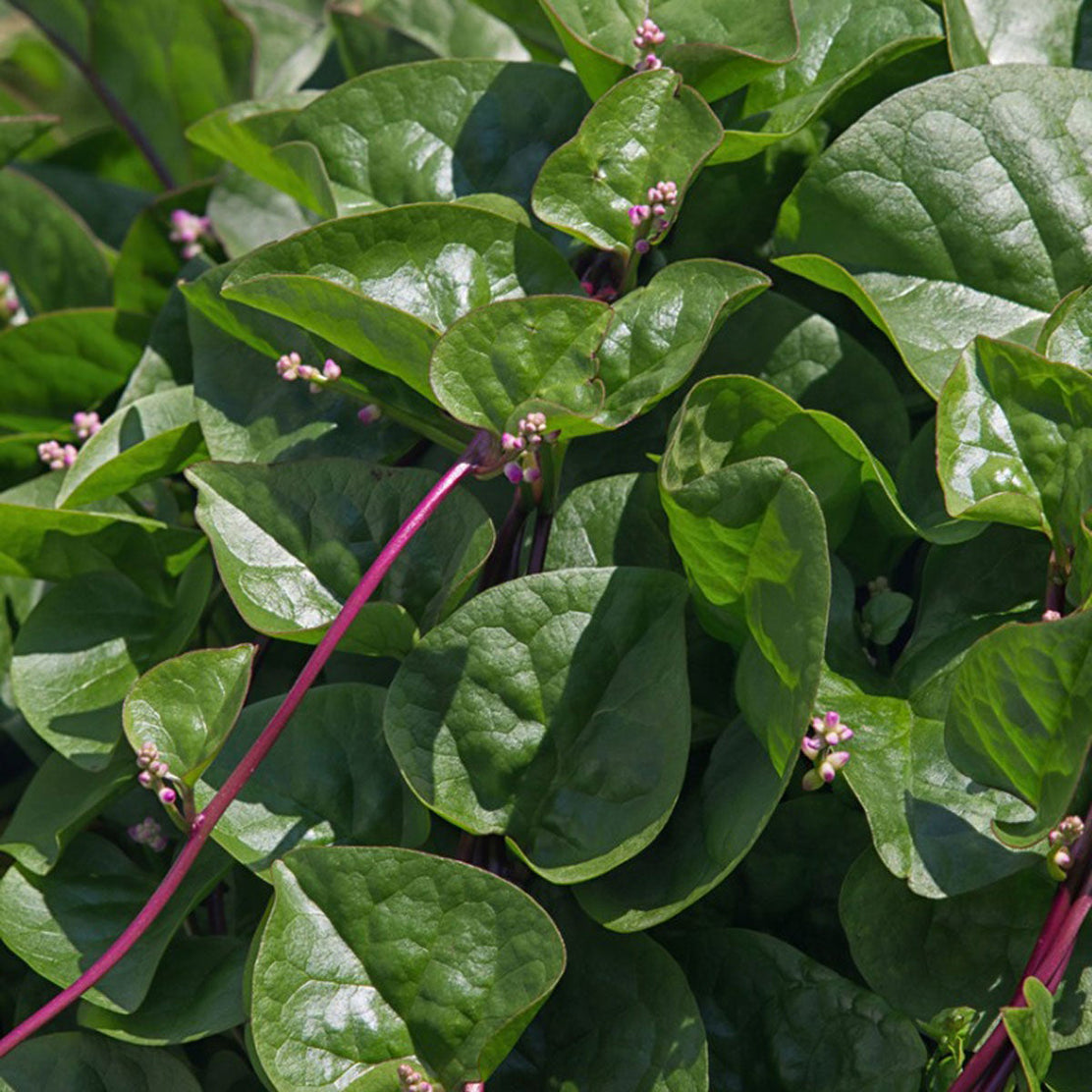 Spinach (Malabar)