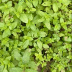 Mint Leaves