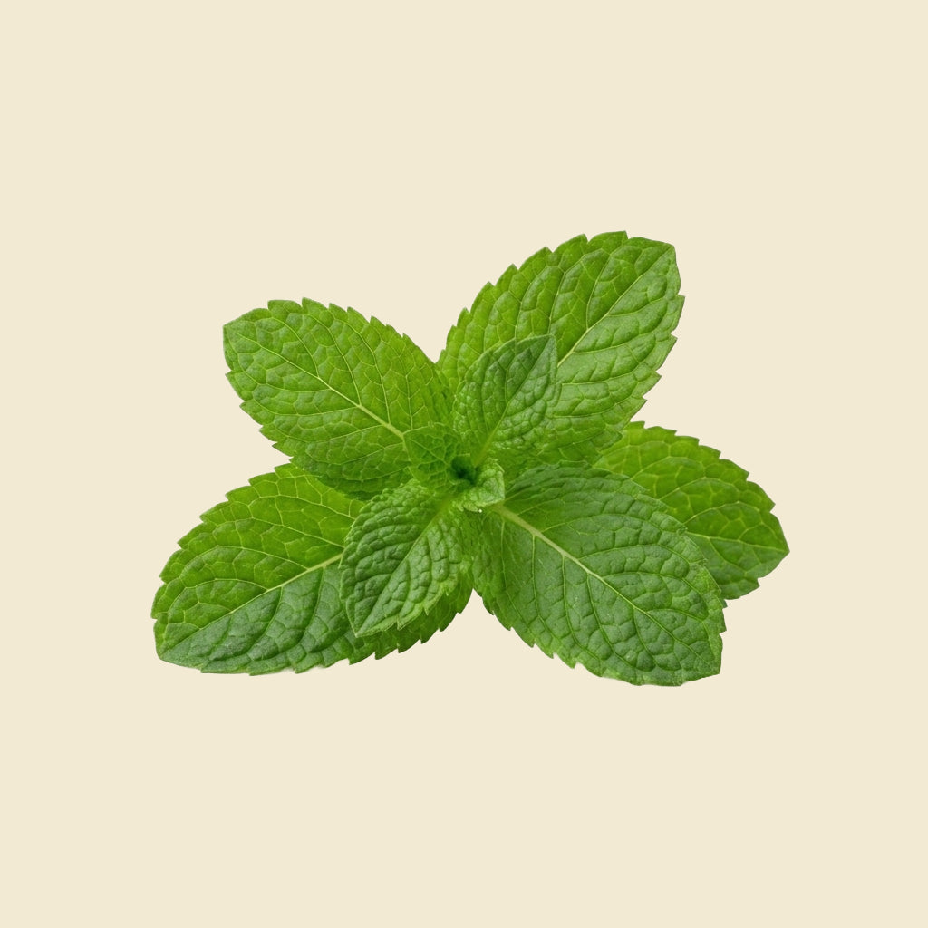 Mint Leaves